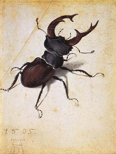 Cervus Lucanus Albrecht Durer